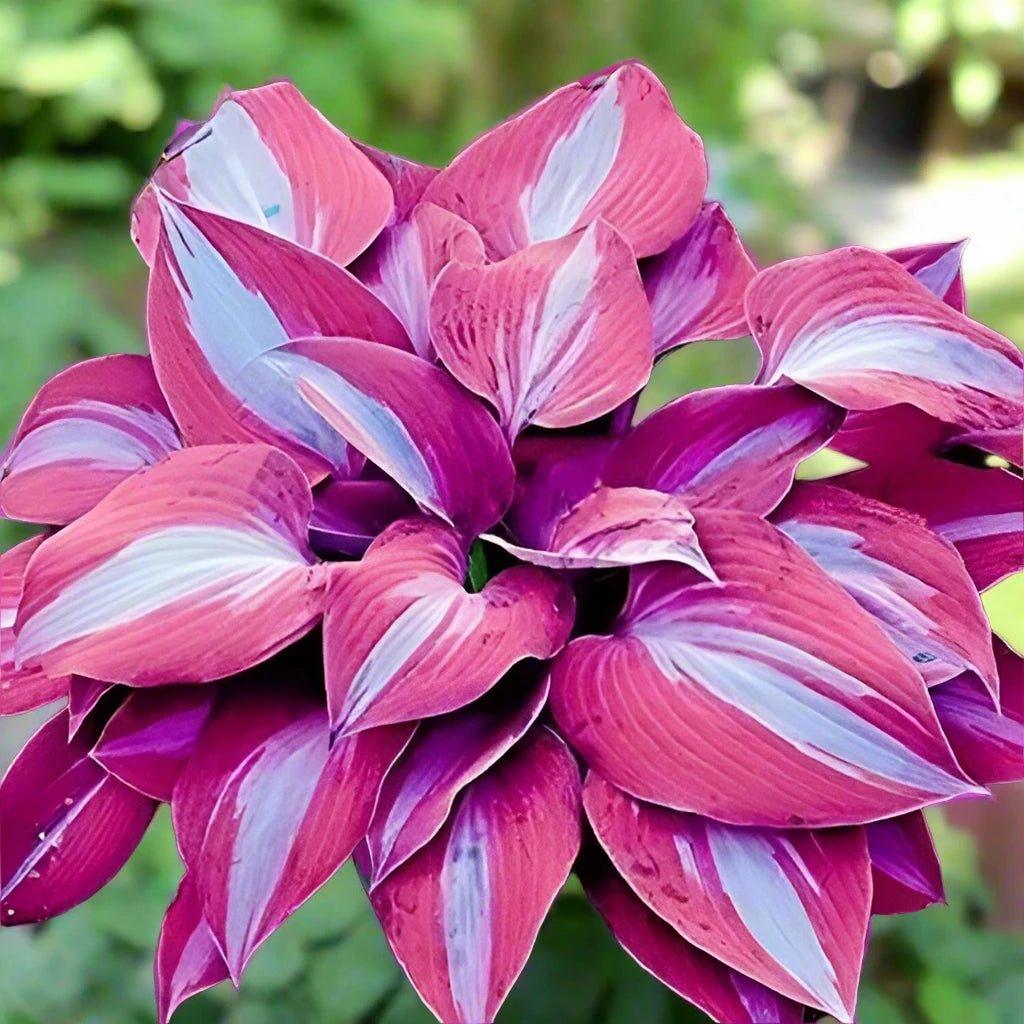 Perennial Lily Hosta - Low Maintenance Elegance for Your Garden - Teiin