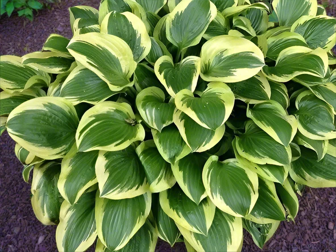 Hosta plantaginea Garden Flowers Perennials - Teiin