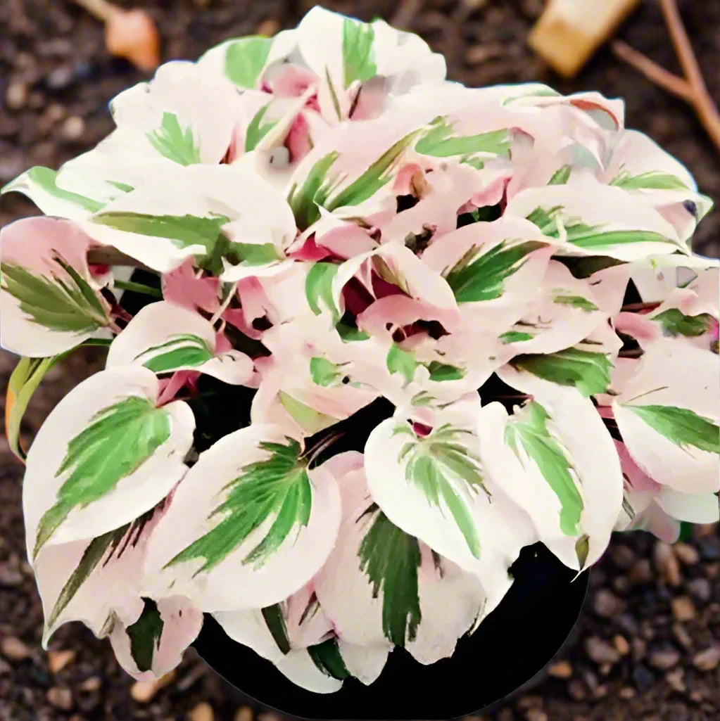 Hosta plantaginea Garden Flowers Perennials - Teiin