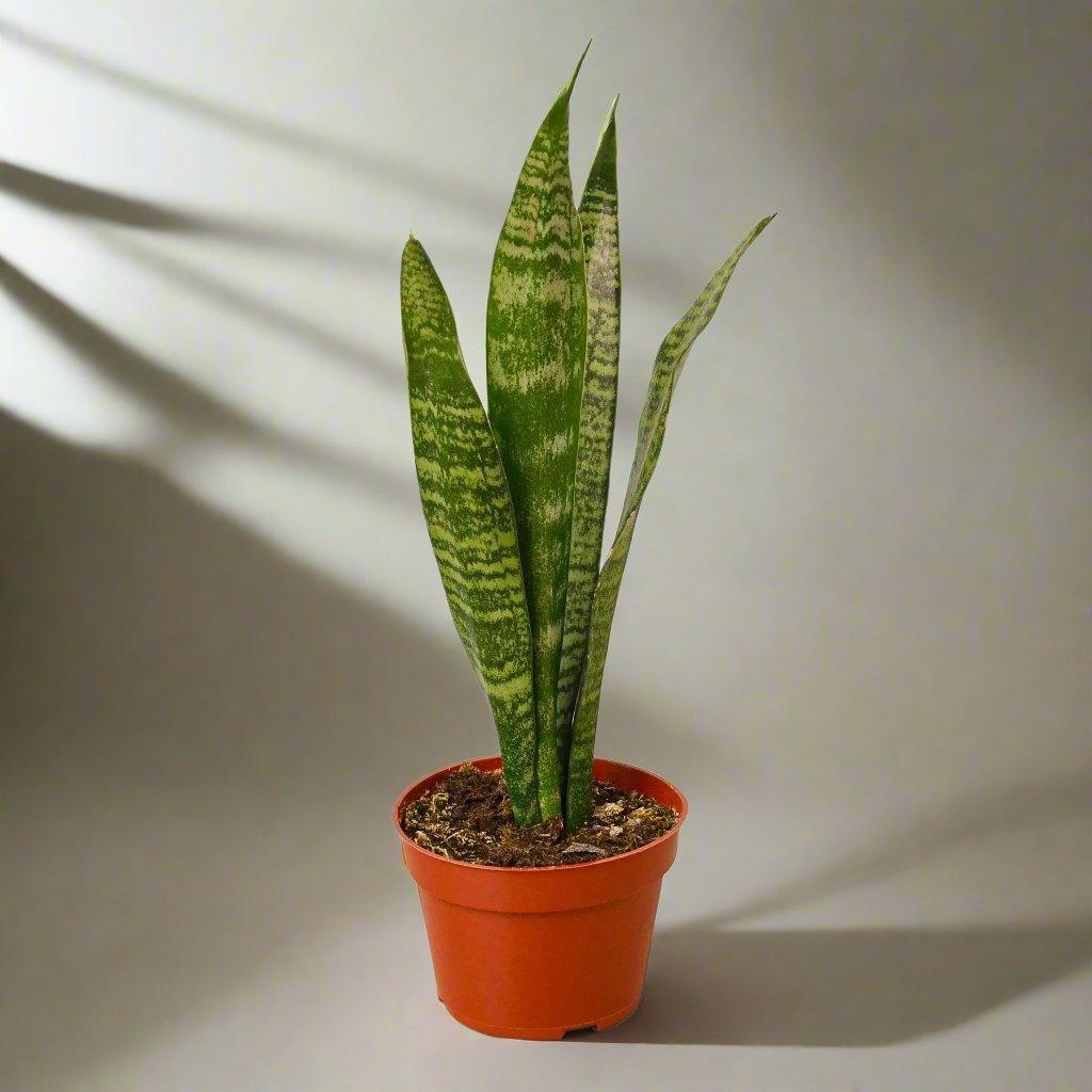 Sansevieria Trifasciata (Snake Plant/Zeylanica/Mother - in - law's tongue) - Teiin