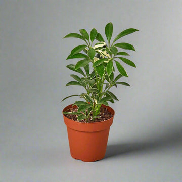 Umbrella Plant - Schefflera Moonlight - Teiin